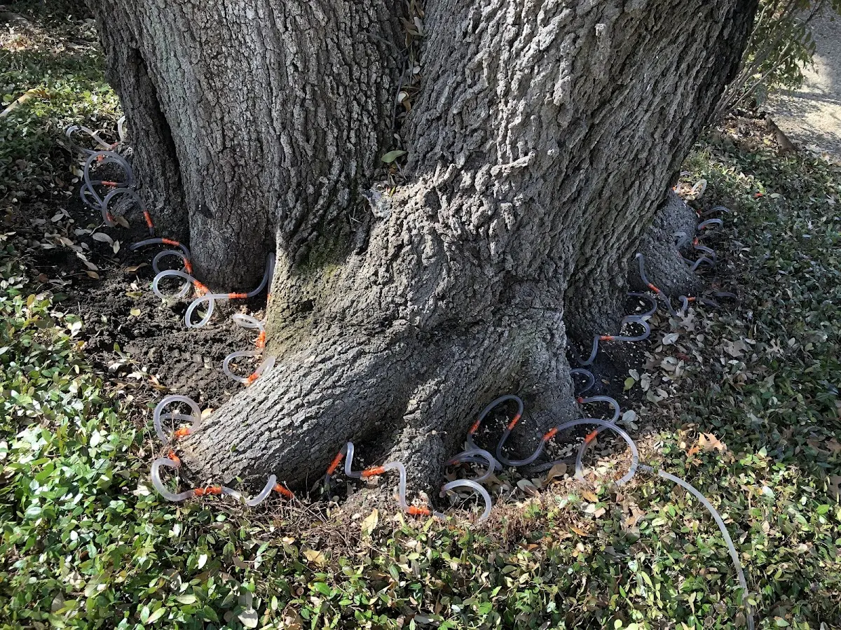 Detailed Tree Cabling and Bracing job site in Lackey