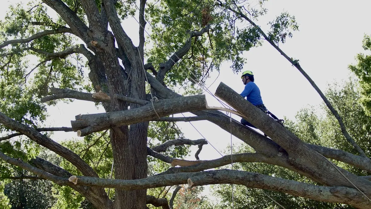 Professional Crown Thinning performed by certified arborists in Lackey